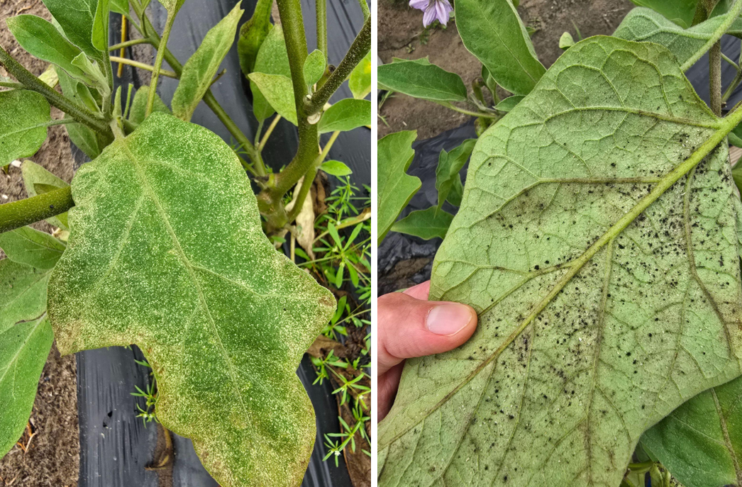 Whitefly activity on eggplant leaves.